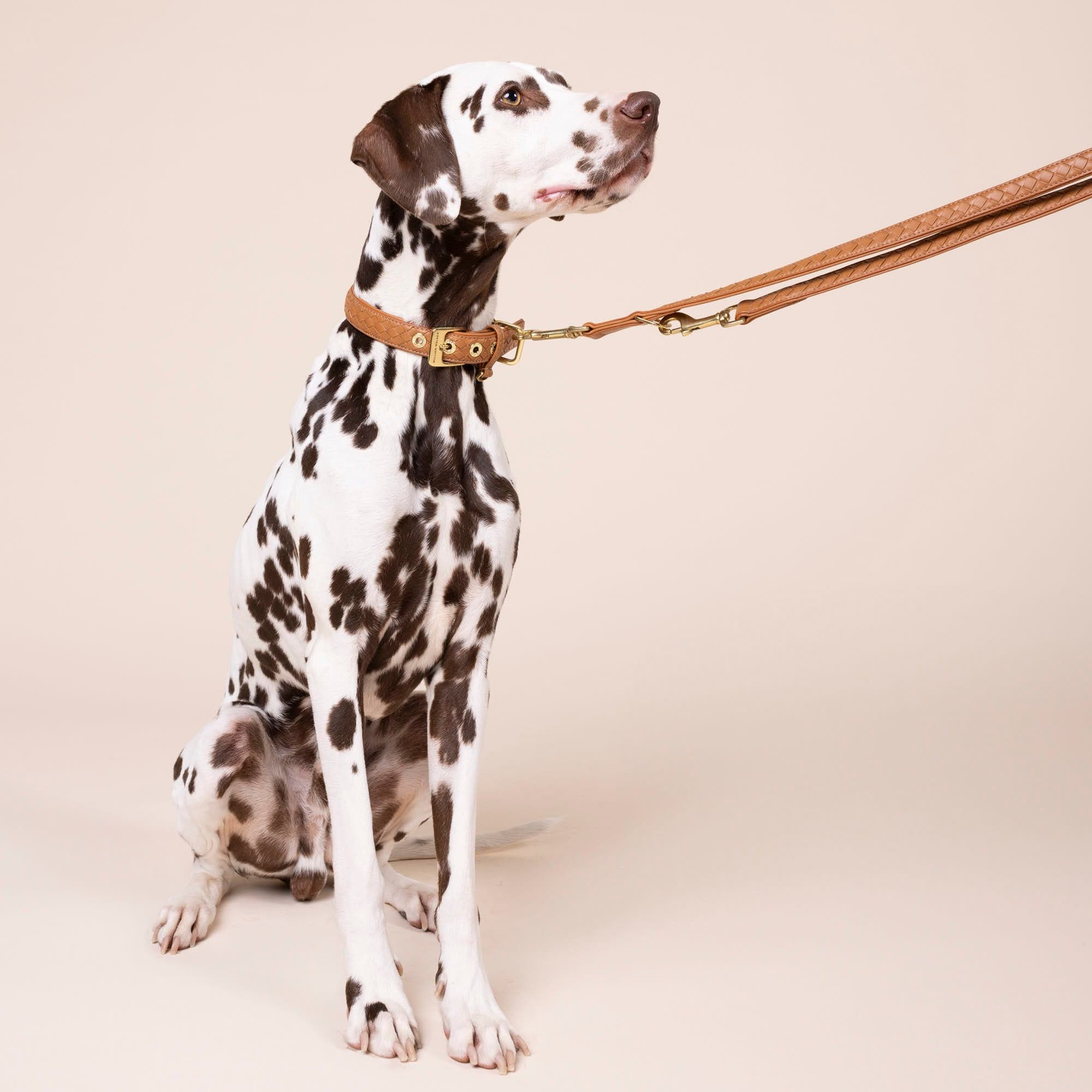 William Walker Hochwertige Leder Hundeleine Prestige Caramel