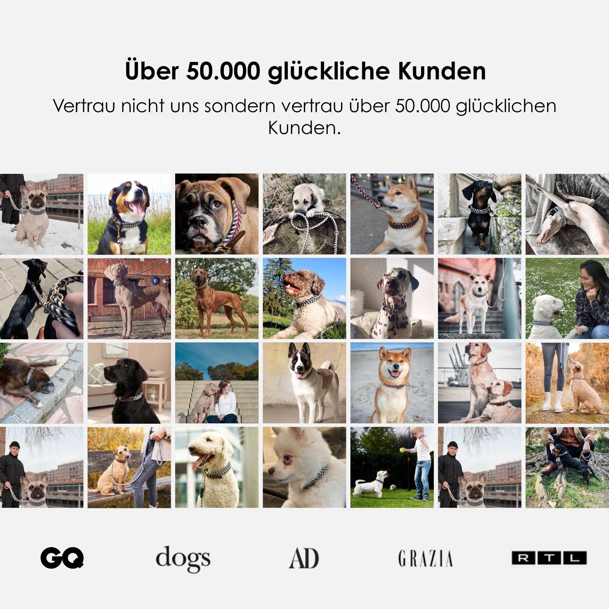 William Walker Paracord Hundeleine Hanseatic // Limited