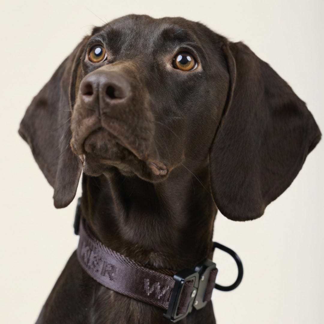 William Walker Jacquard Nylon Hundehalsband Earth (braun)