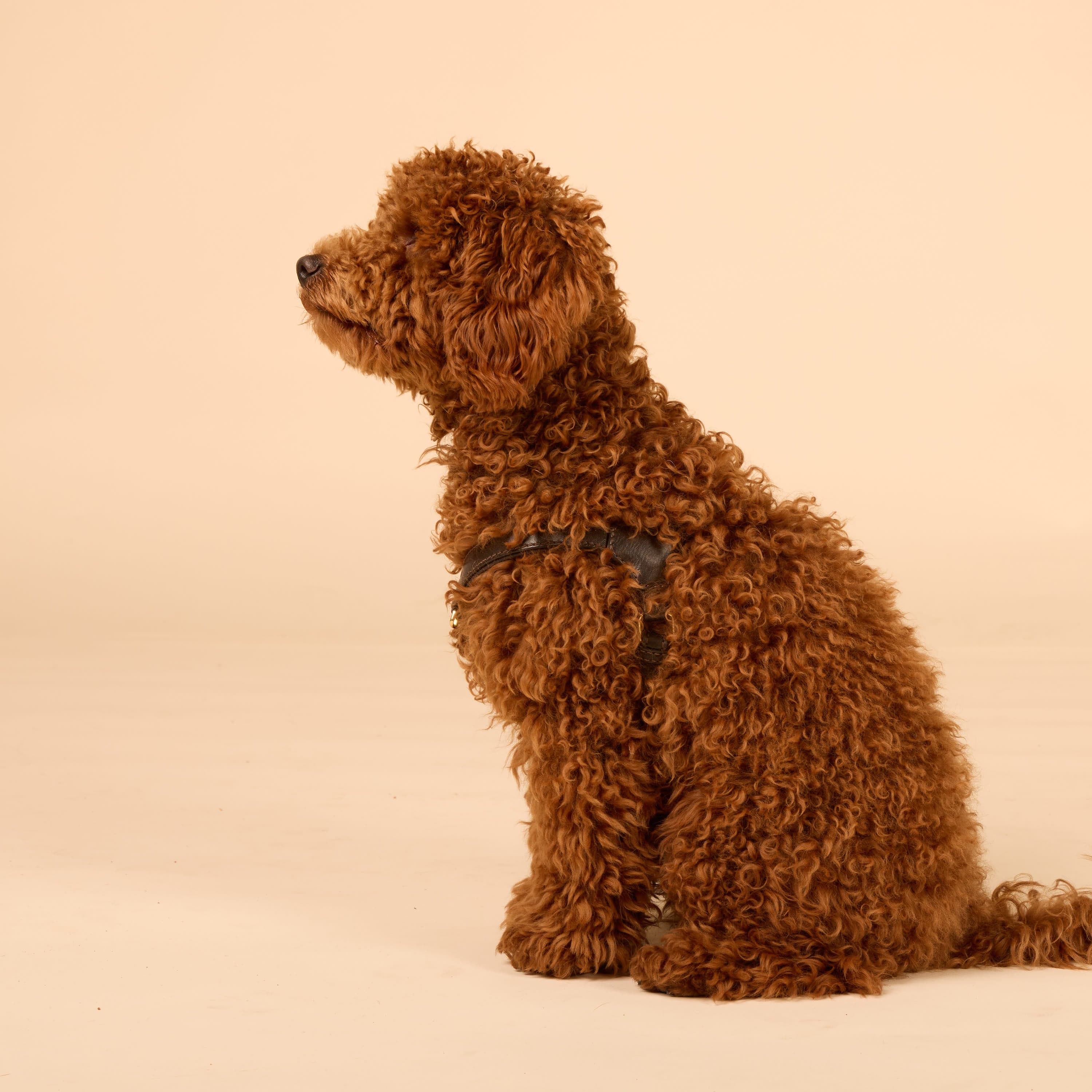 William Walker Step-In Leder Geschirr Pico für kleine Hunde