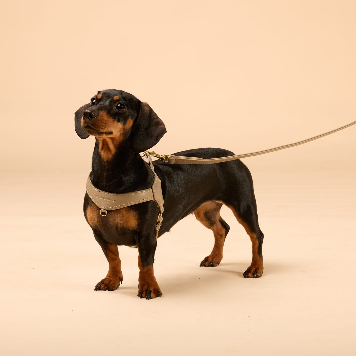 William Walker Premium Ledergeschirr Bundle Konfigurator für kleine Hunde