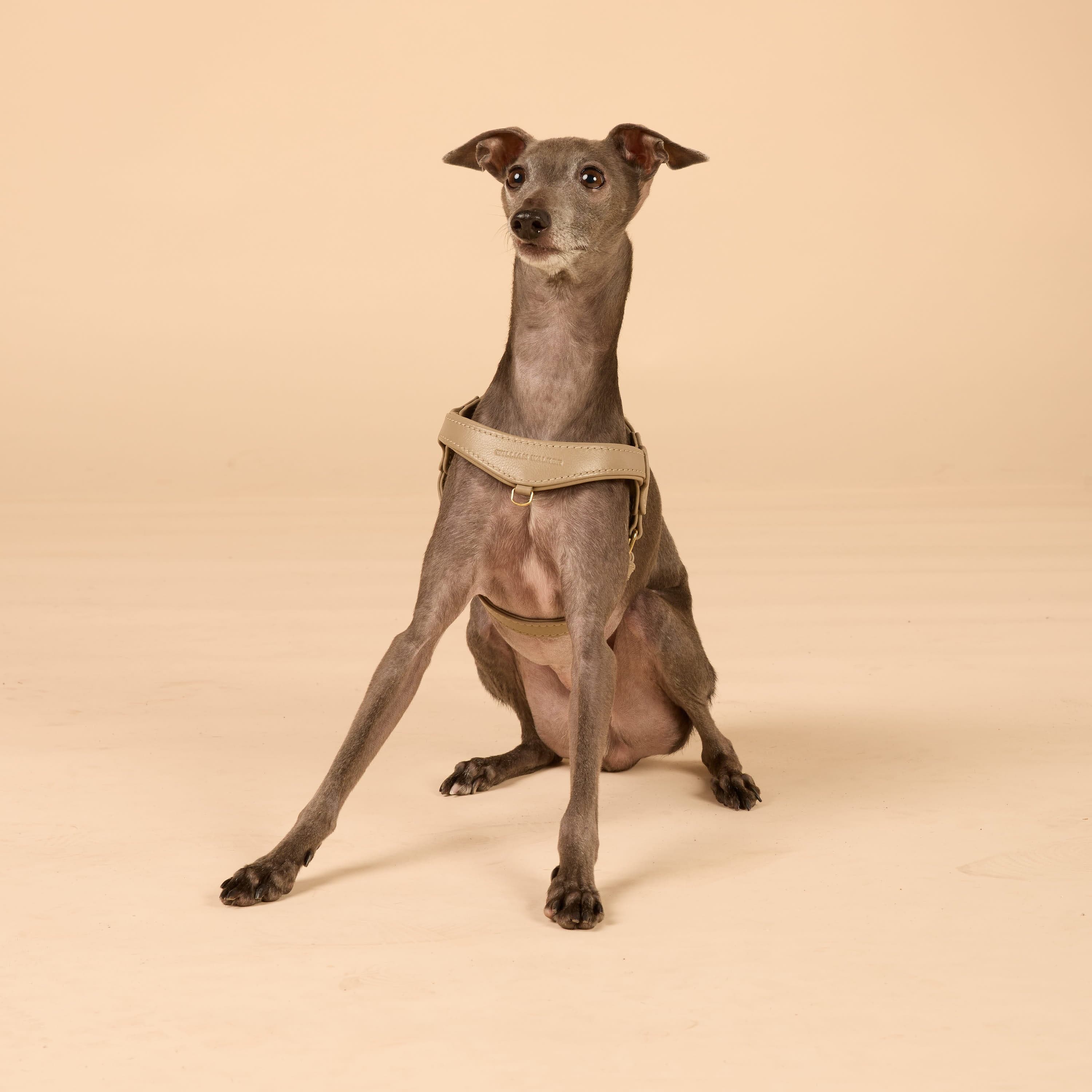 William Walker Step-In Leder Geschirr Pico für kleine Hunde