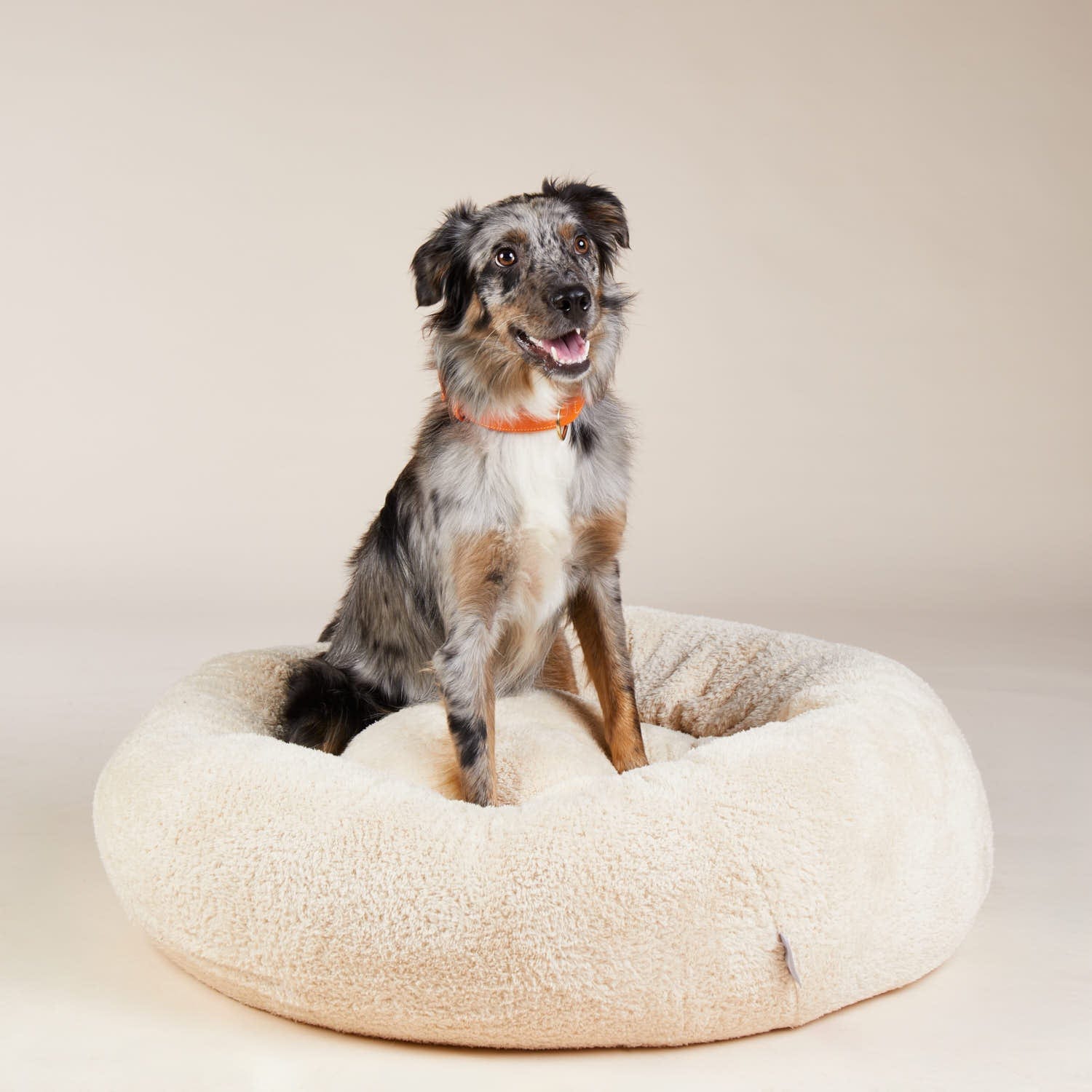 William Walker Leder Hundehalsband Amber (Orange)