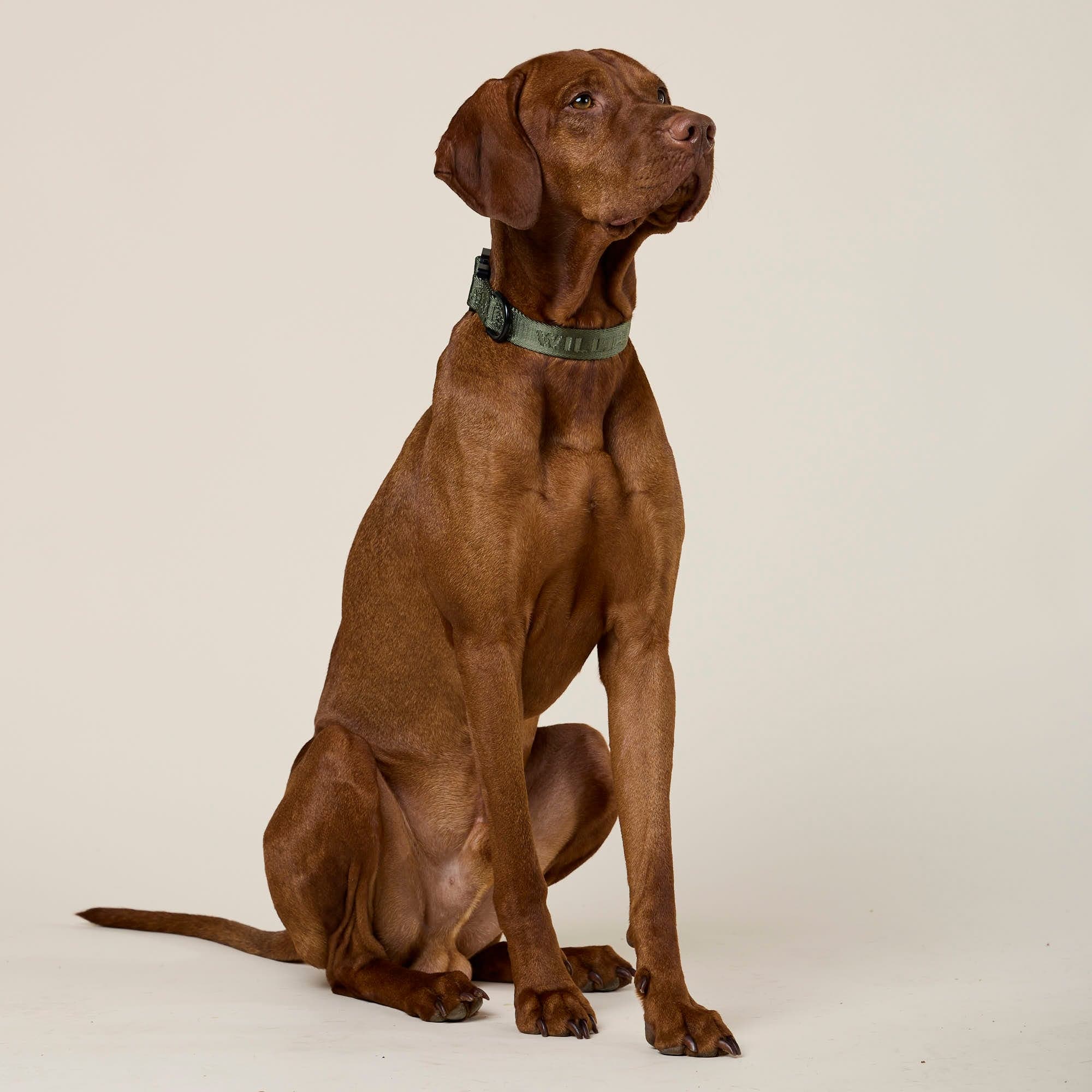 William Walker Jacquard Nylon Hundehalsband Forest (grün)