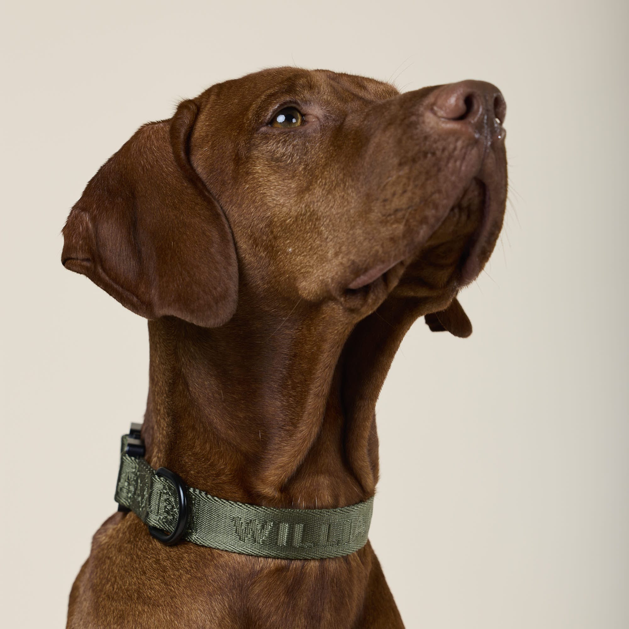 William Walker Jacquard Nylon Hundehalsband Forest (grün)