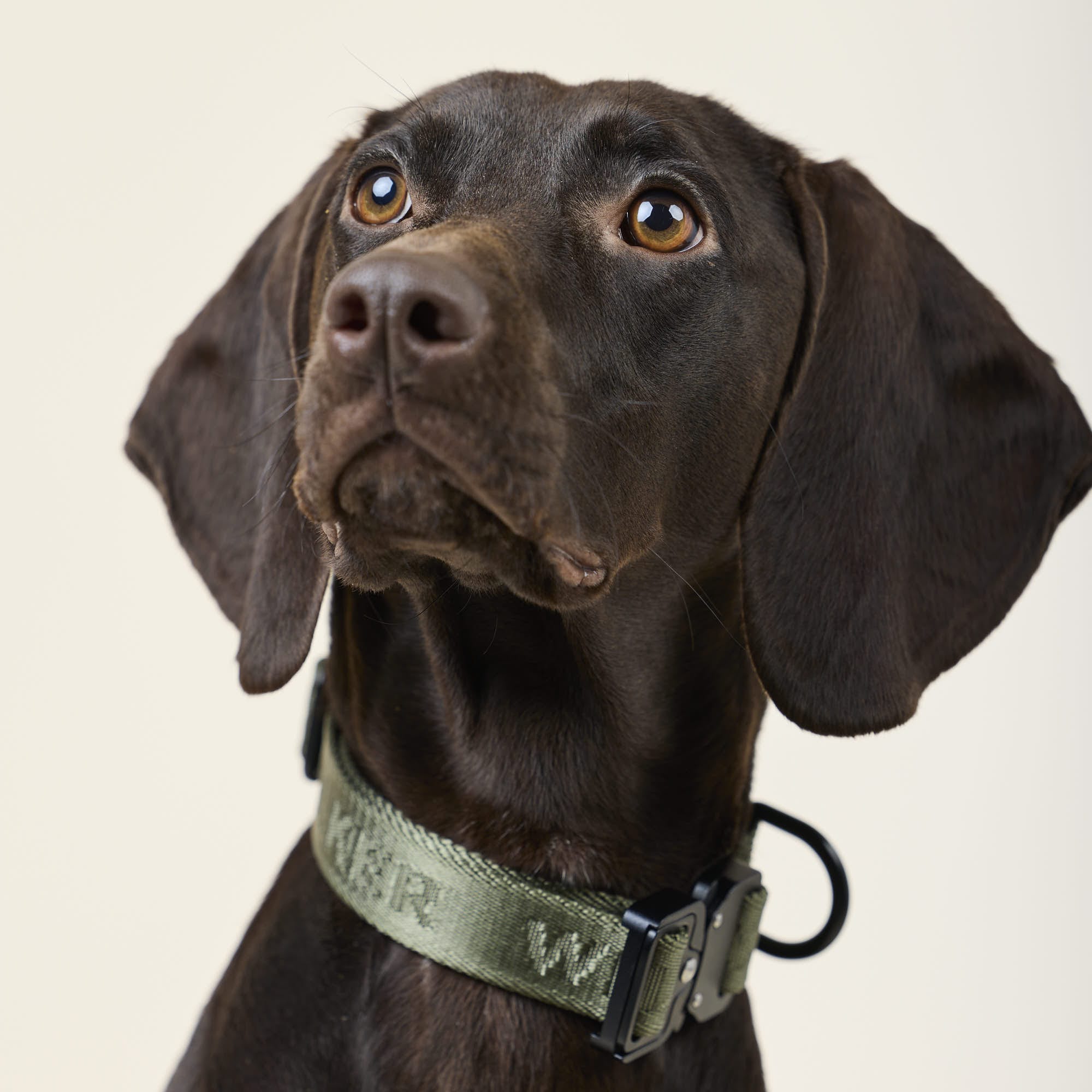 William Walker Jacquard Nylon Hundehalsband Forest (grün)