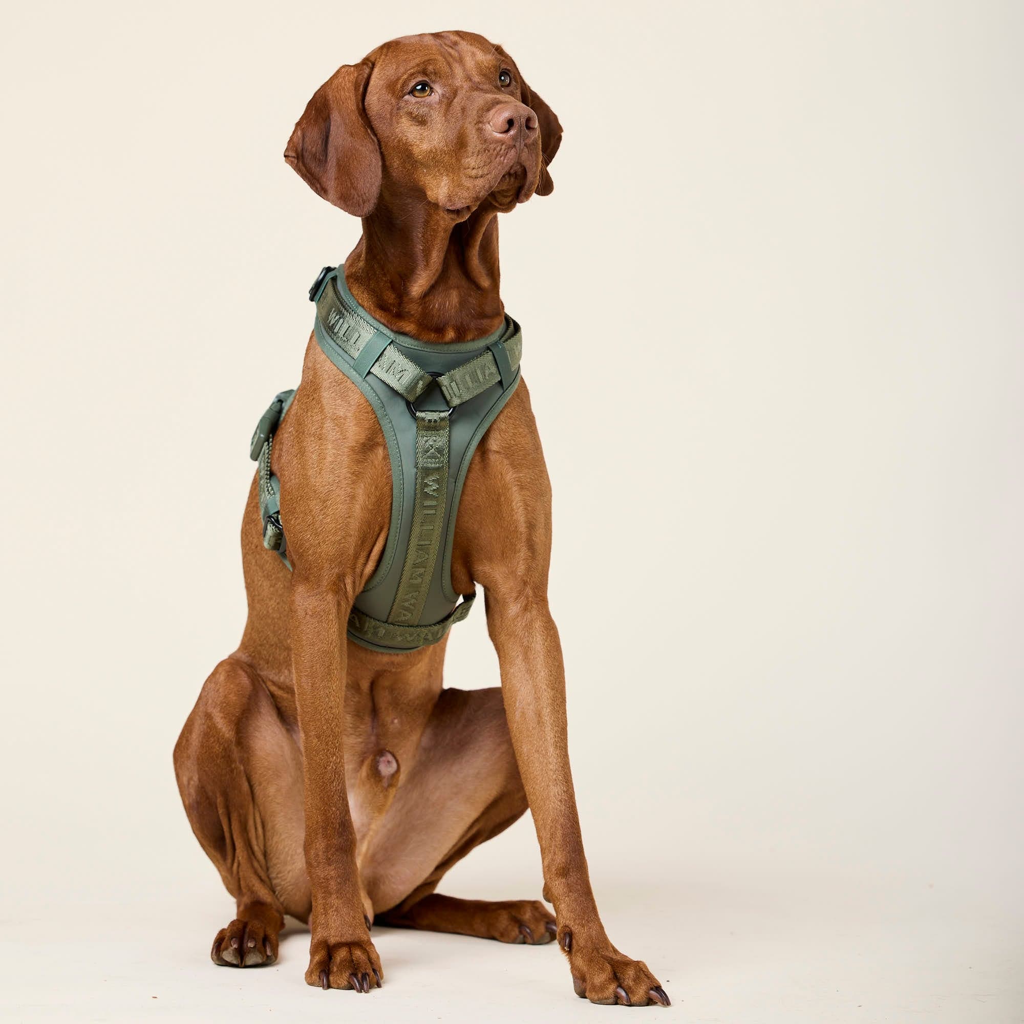 William Walker Hochwertiges Y-Hundegeschirr Forest (grün)