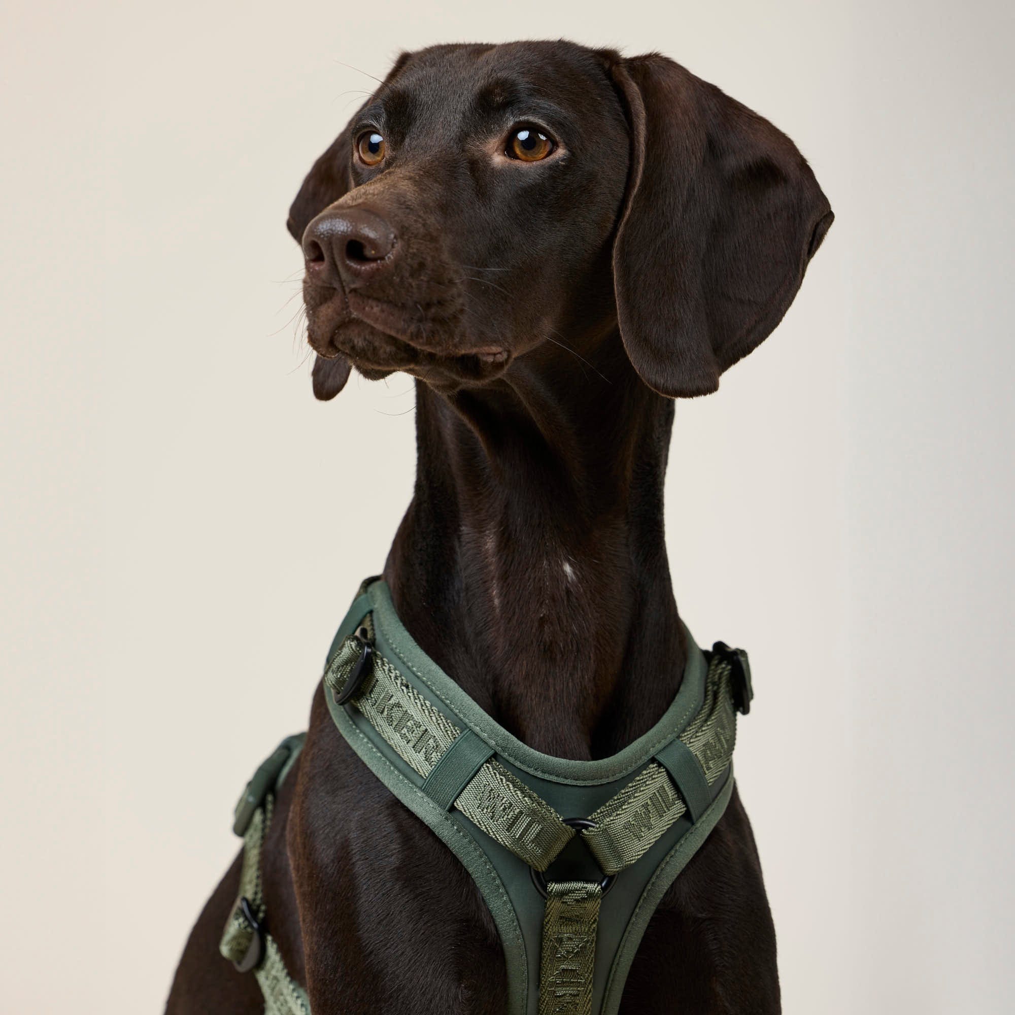 William Walker Hochwertiges Y-Hundegeschirr Forest (grün)