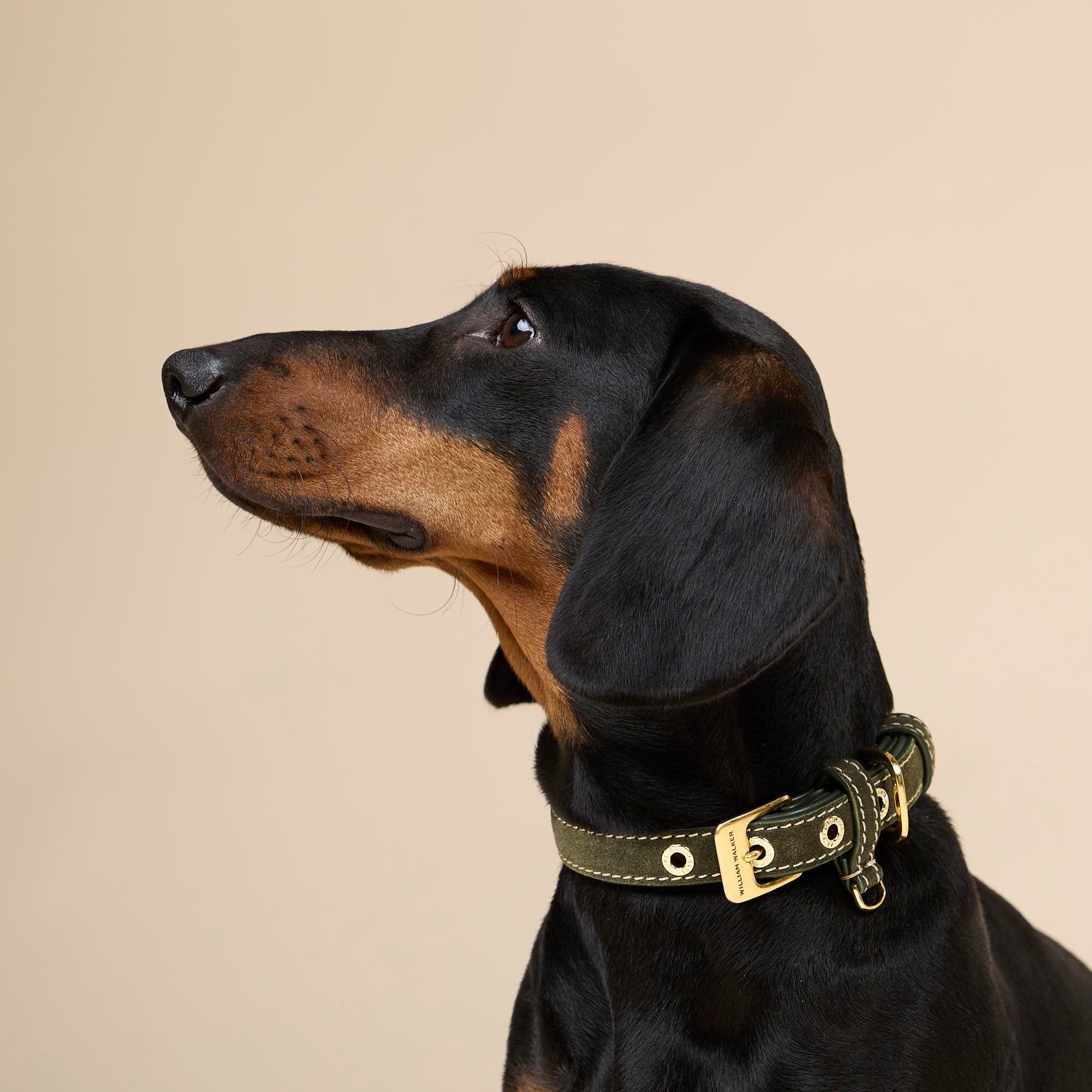 William Walker Wildleder Hundehalsband Forest (Grün)