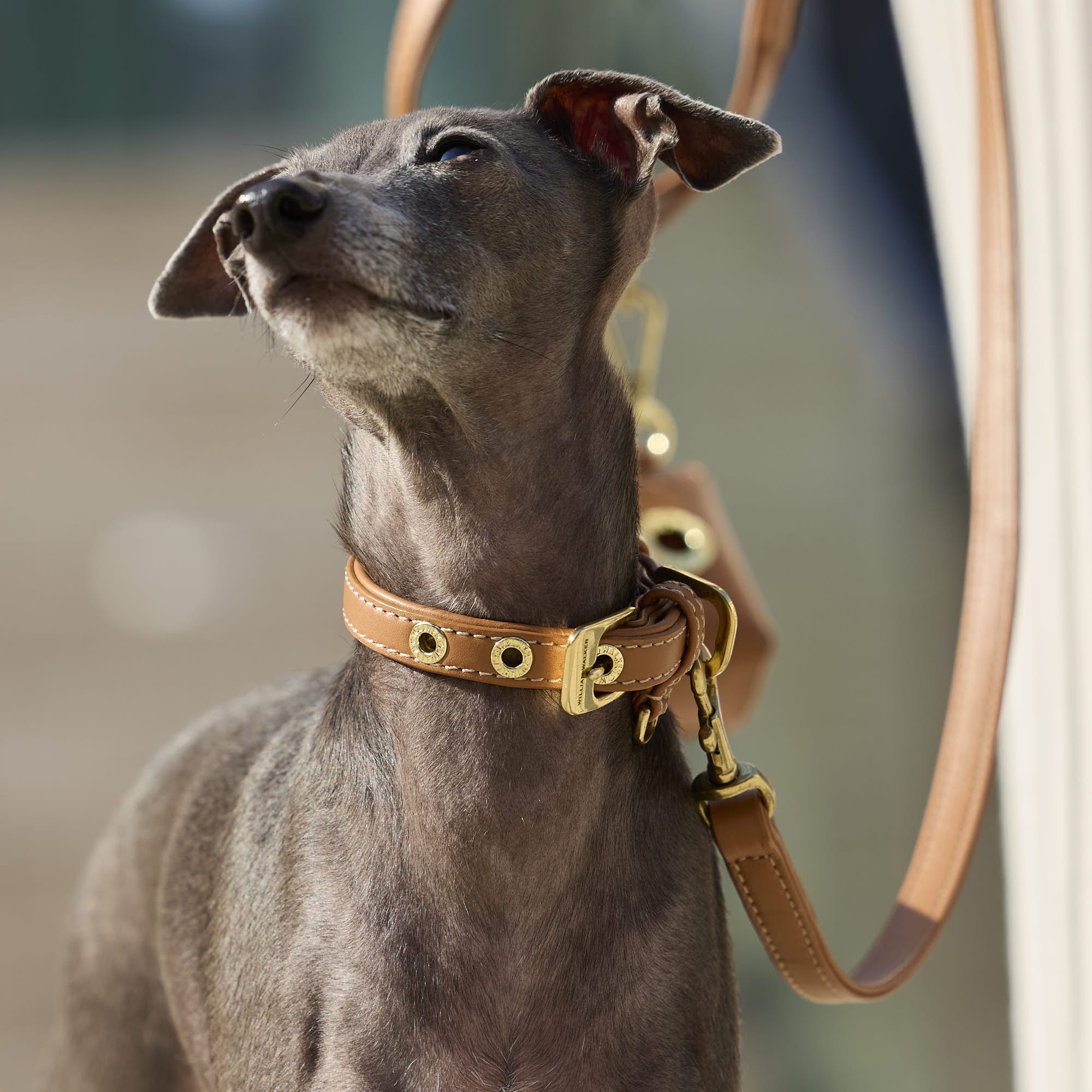 William Walker Glattleder Hundehalsband Caramel