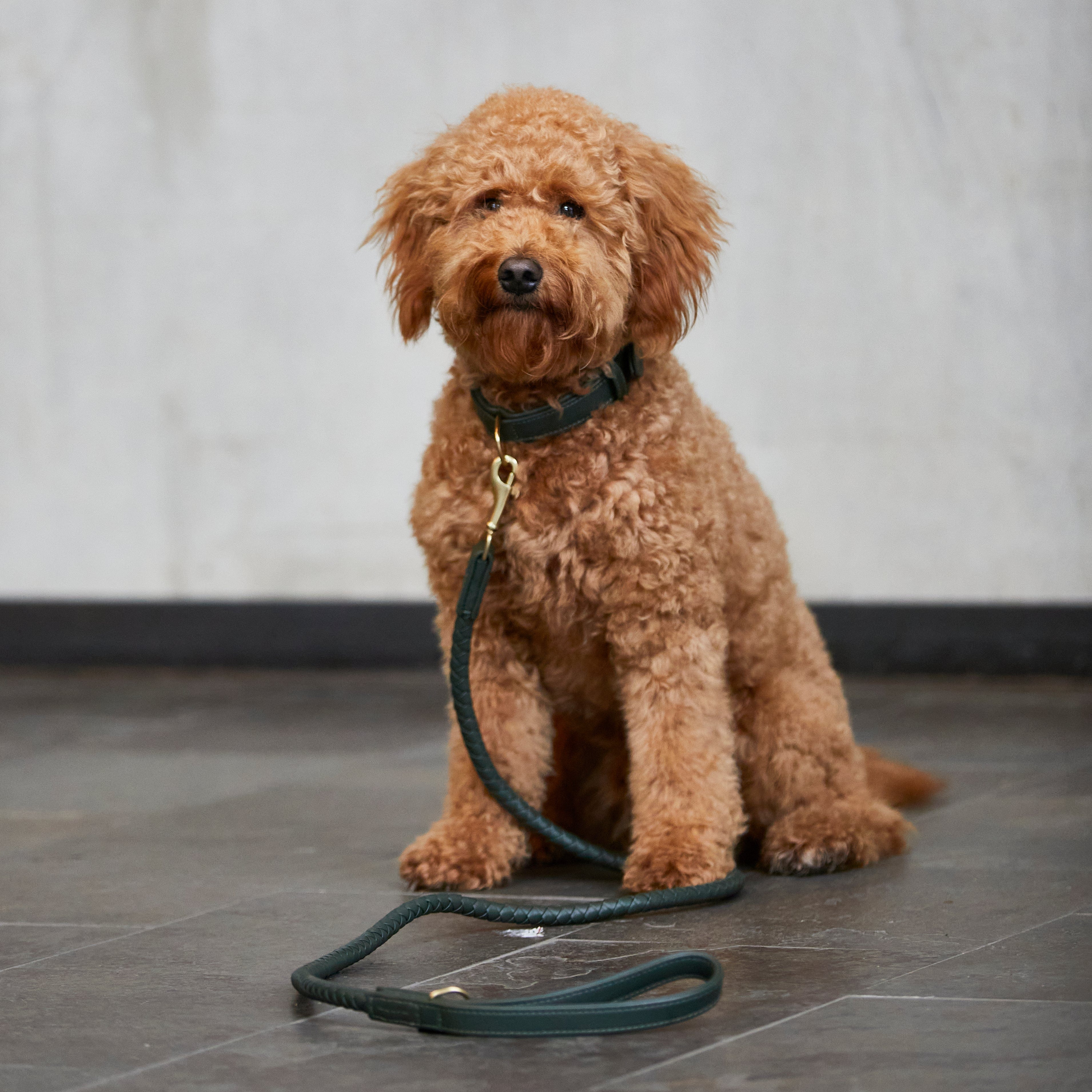 William Walker Hochwertige Leder Hundeleine Twisted Dark Moss (Waldgrün)