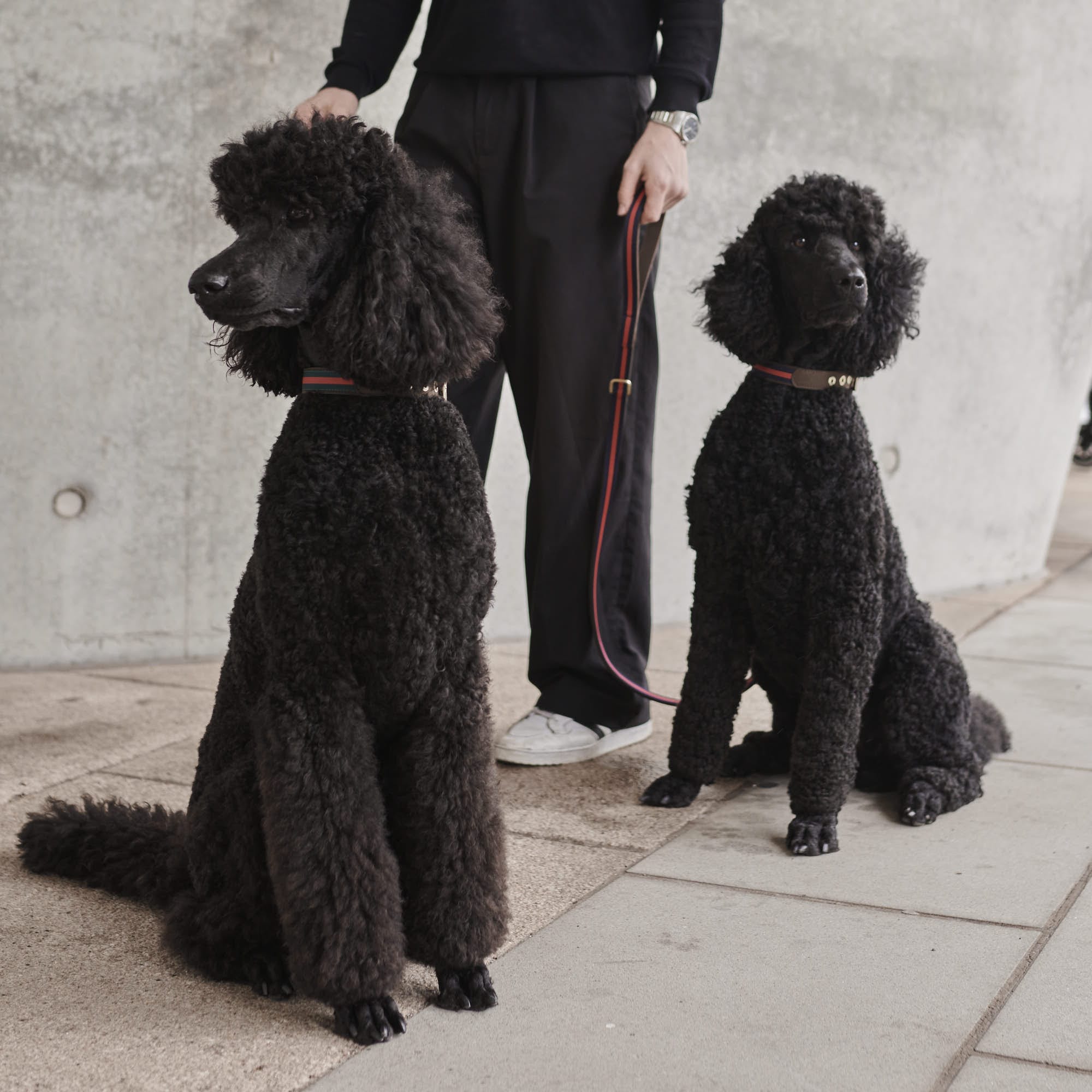 William Walker Leder Hundehalsband Charles // Limited