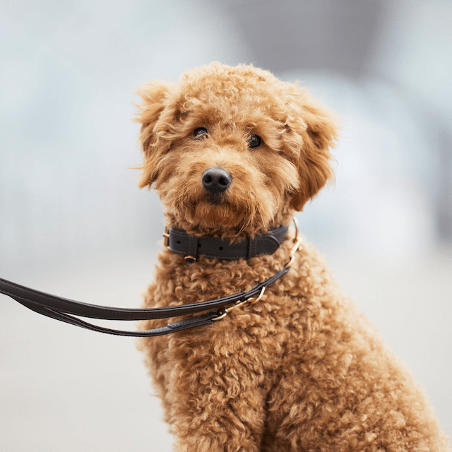 William Walker Premium Leather Dog Leash Earth (Brown) 3-fach verstellbar (Länge 2m) / Standardgröße (Breite 2cm | Große Karabiner | Halsband S-XL)