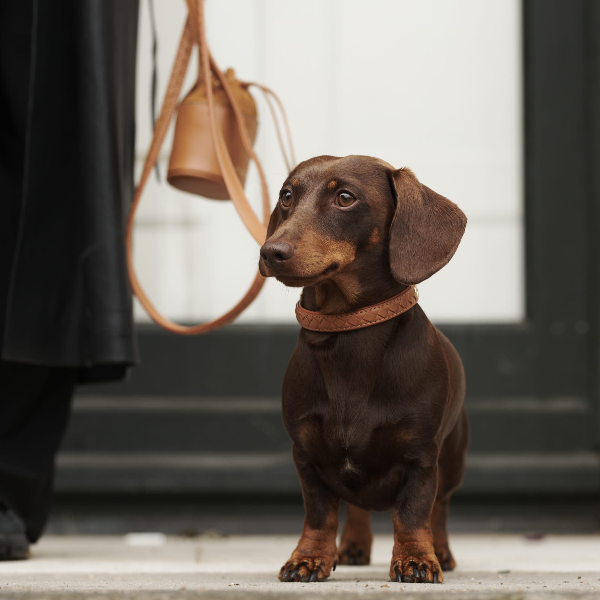 William Walker Leder Hundehalsband Prestige Caramel