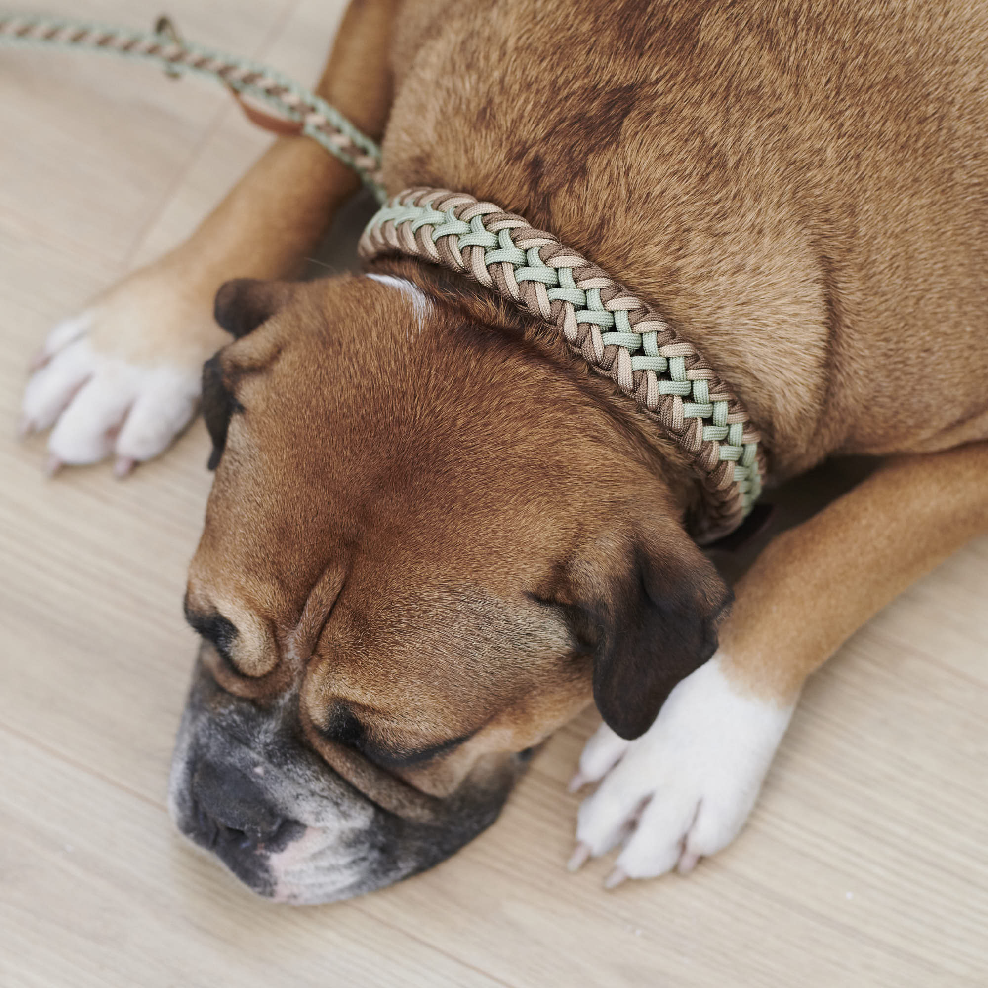 William Walker Paracord Hundehalsband Shire // Limited