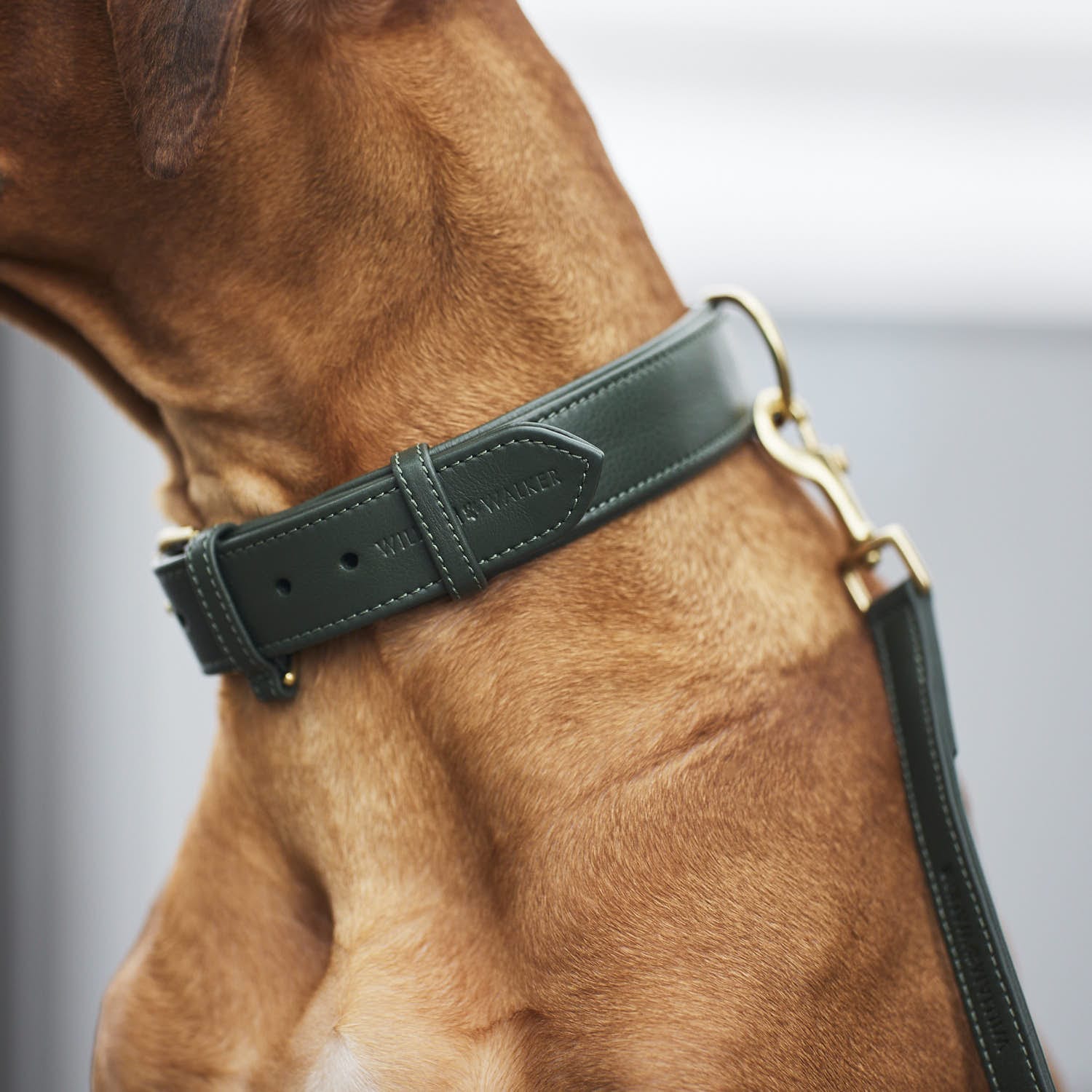 William Walker Hundehalsband Dark Moss