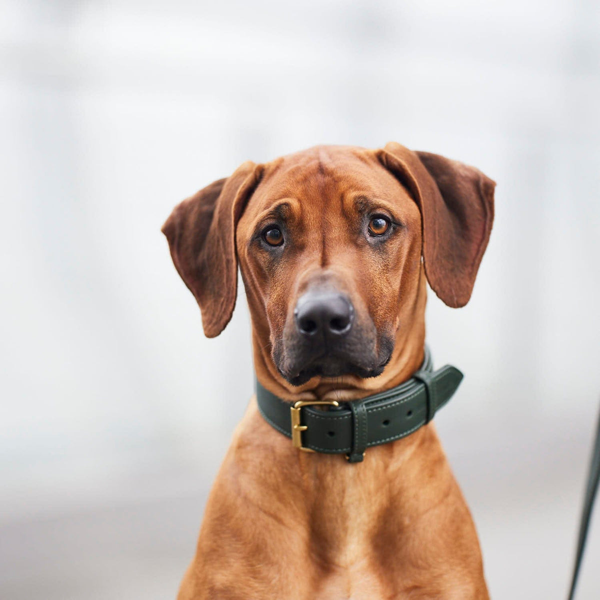 William Walker Leather dog collar Dark Moss (forest green)