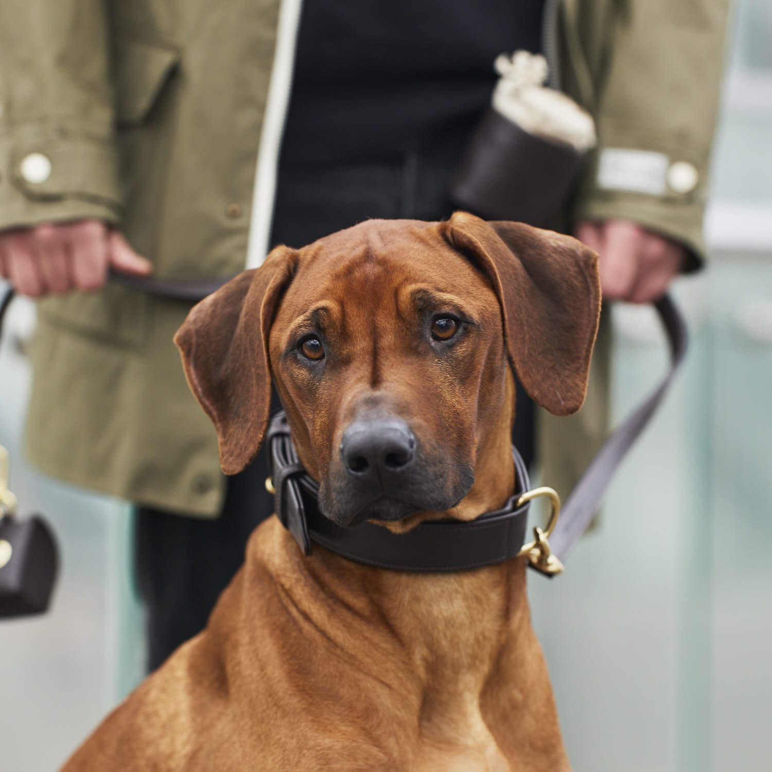 William Walker Hundehalsband Earth