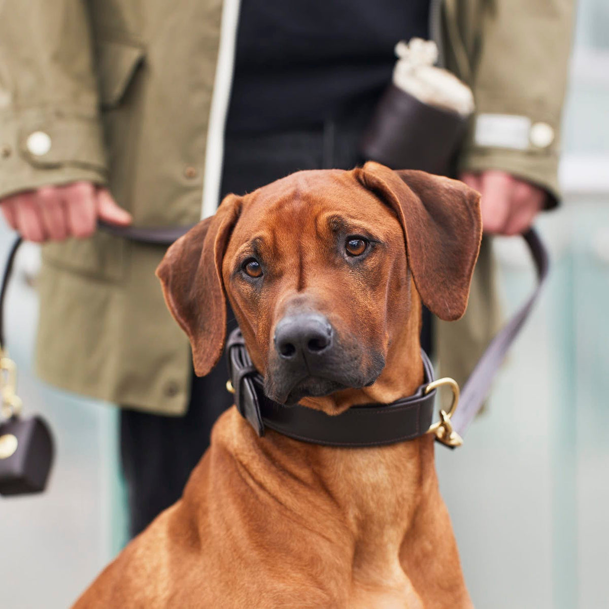 William Walker Leather Dog Collar Earth (Brown)