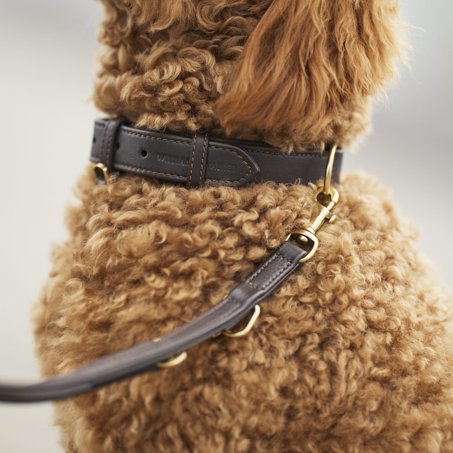 William Walker Hundehalsband Earth