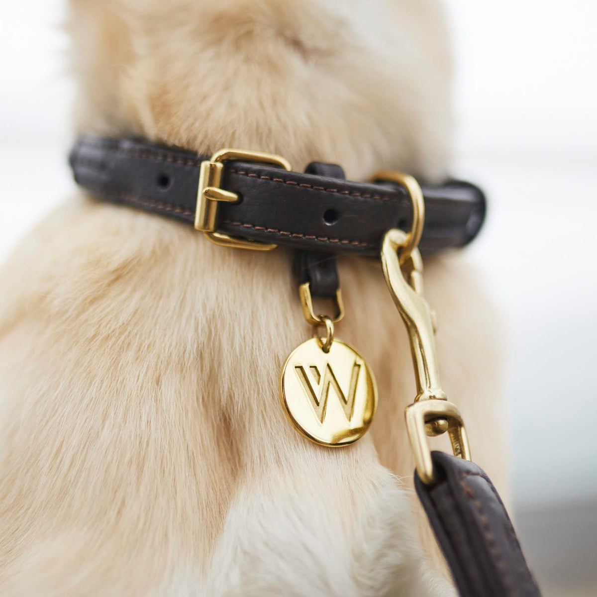 William Walker Leather Dog Collar Twisted Earth (Brown)