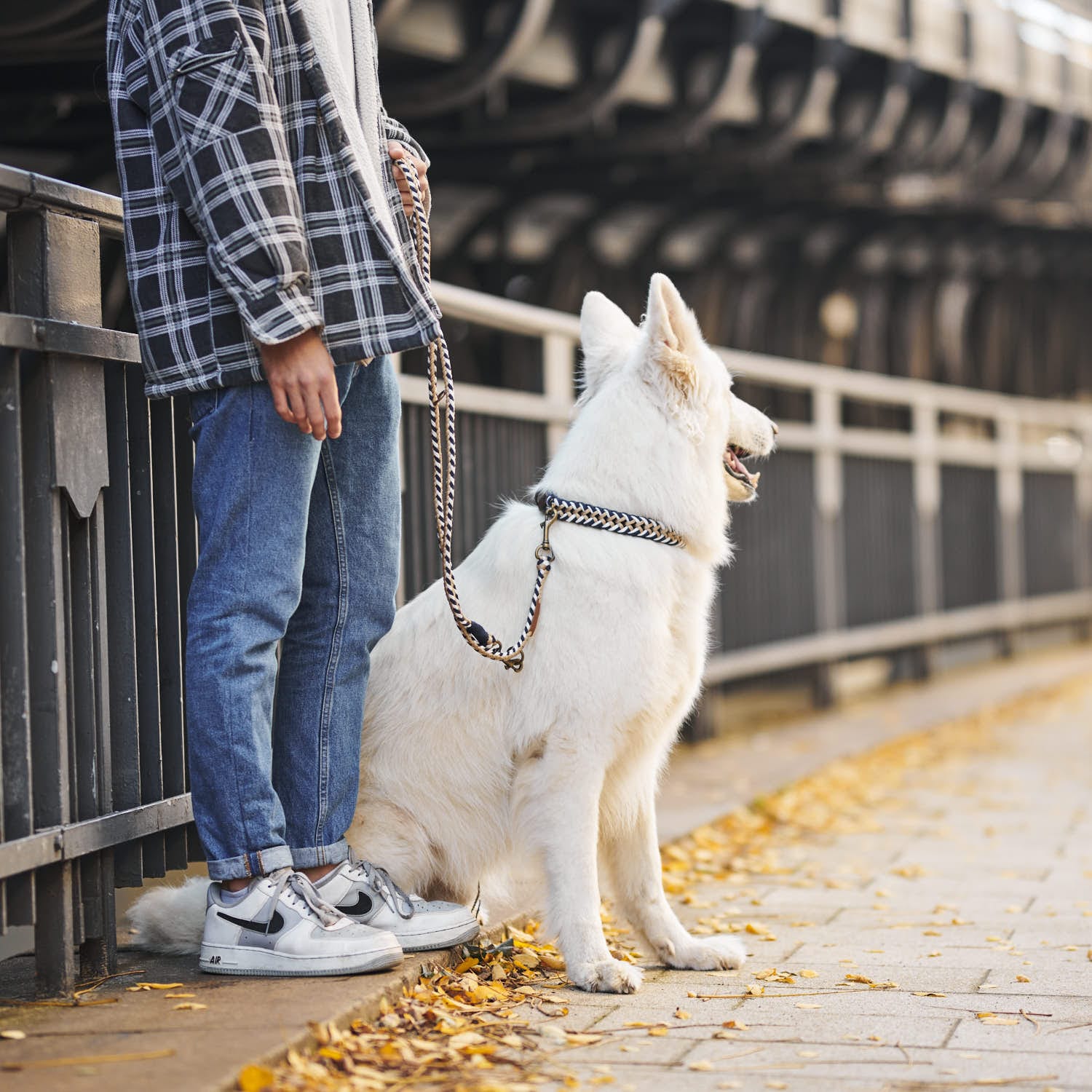 William Walker Paracord Hundeleine Hanseatic