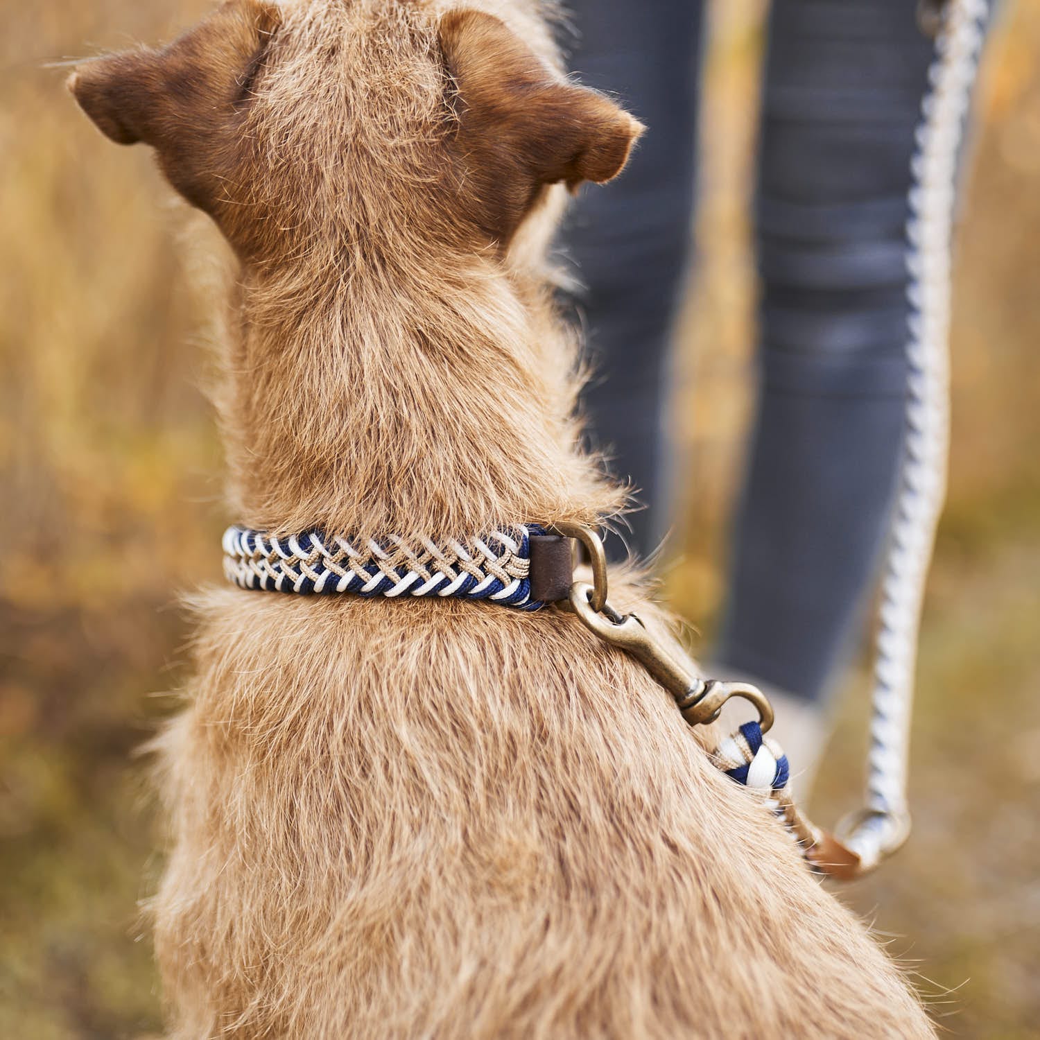 William Walker Paracord Hundehalsband Hanseatic