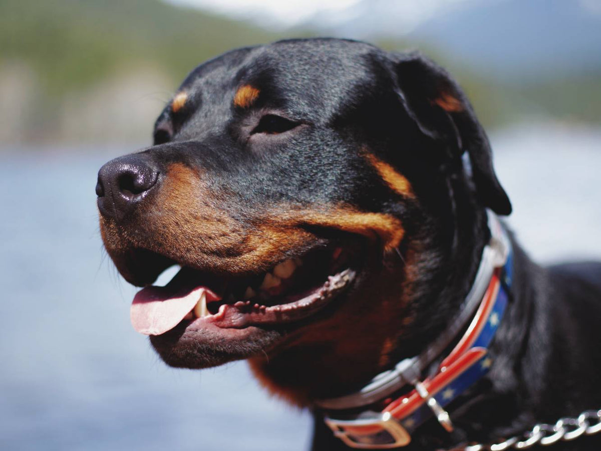 #friendsofwilliamwalker - Portrait de race Rottweiler