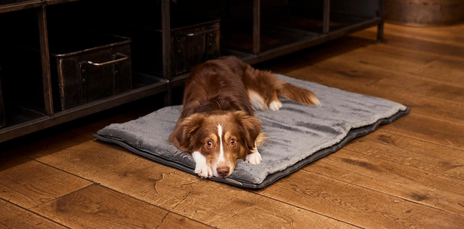 Hundematten und Hundedecken