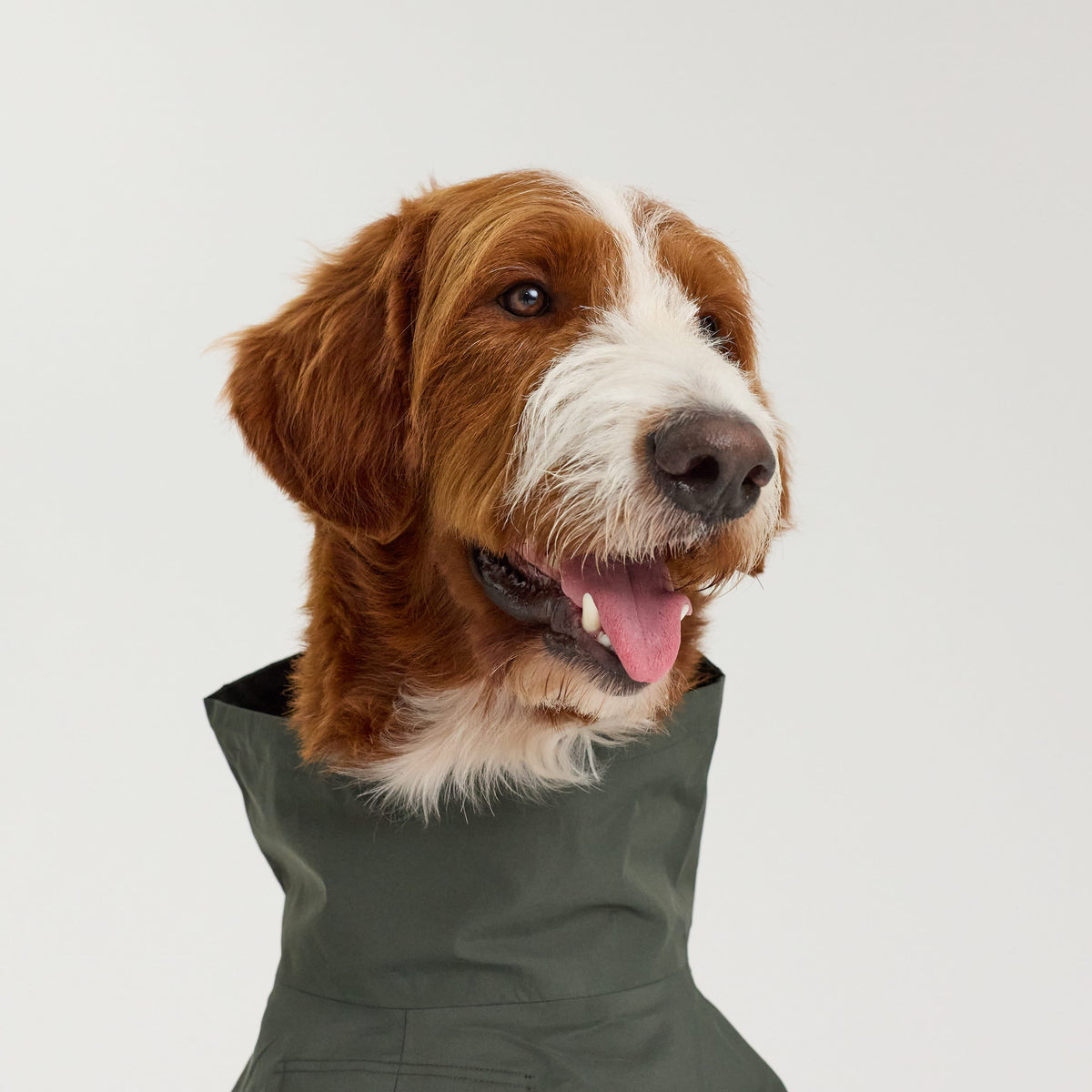 William Walker Impermeabile per cani Harbour