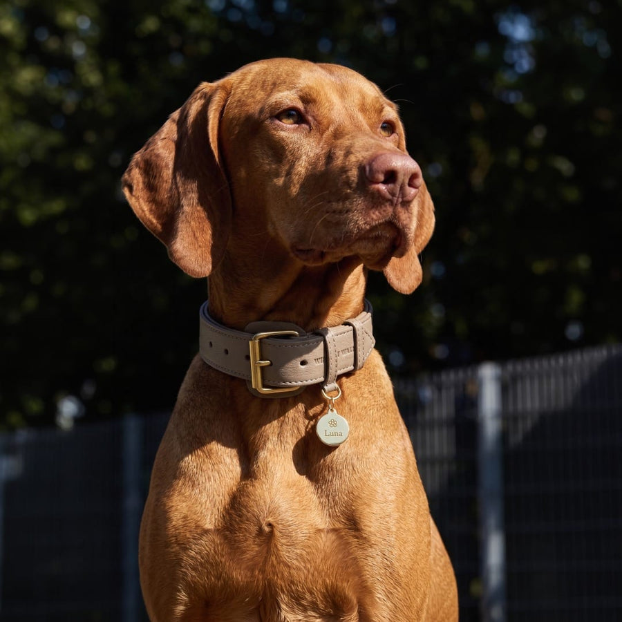 Targhetta per cane in ottone personalizzabile