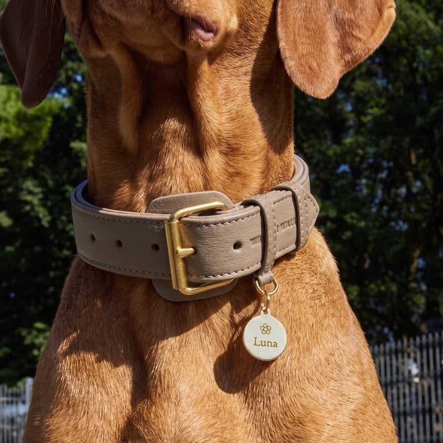 Targhetta per cane in ottone personalizzabile