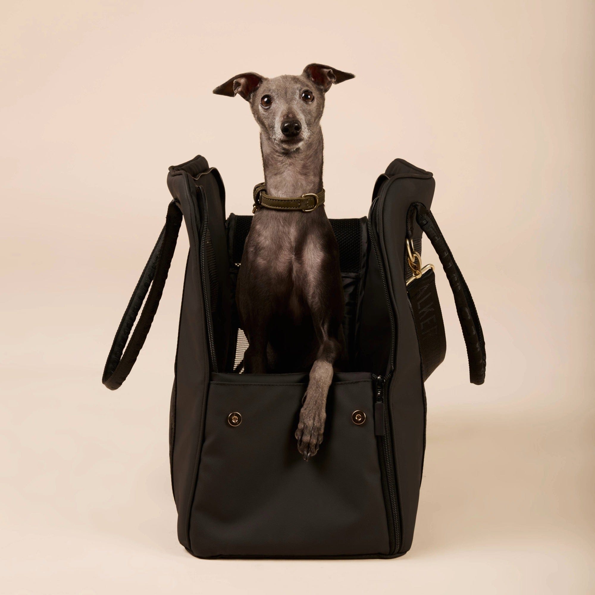 William Walker Hundetragetasche fürs Flugzeug Cloud Summit