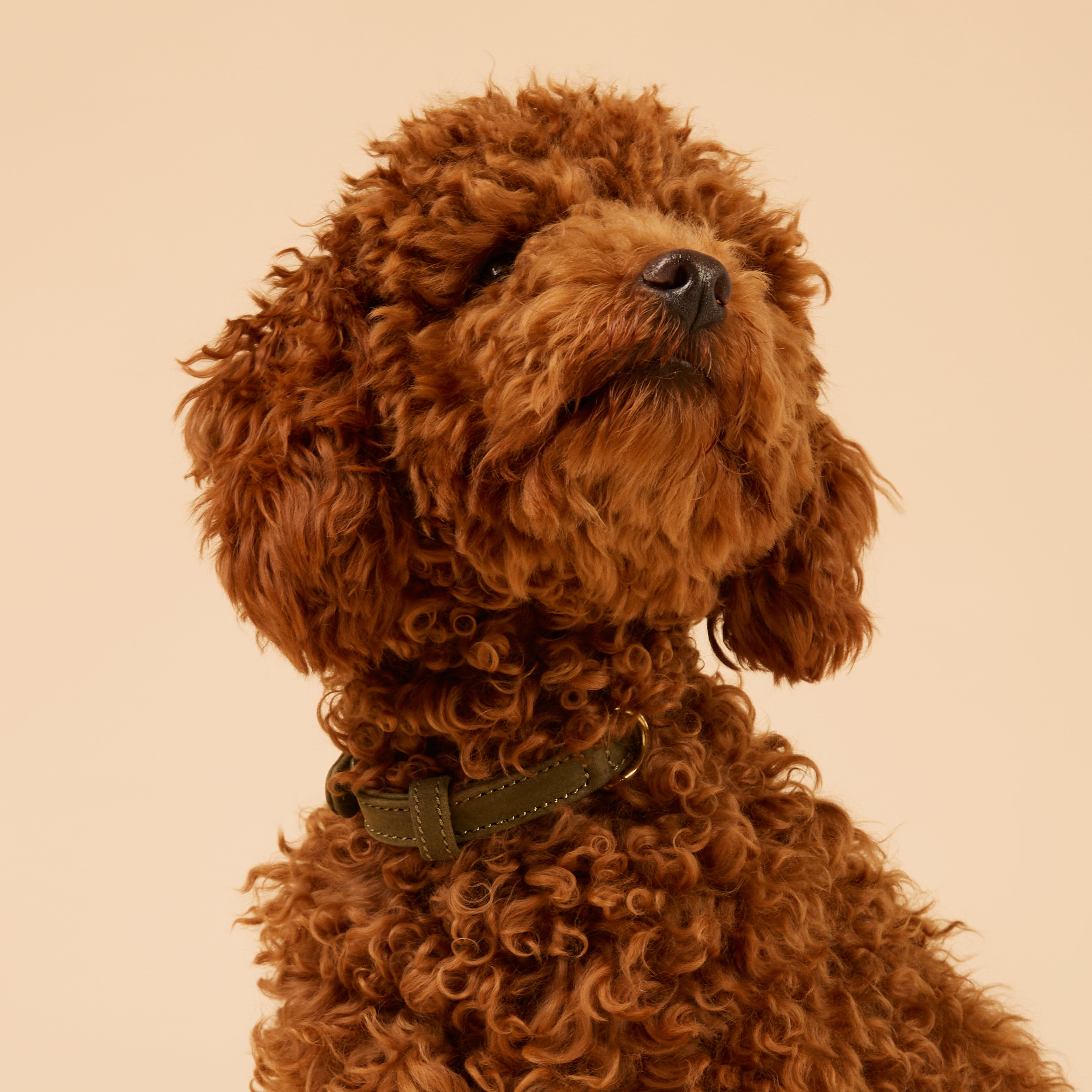 William Walker Premium Walking Set aus wasserfestem Nubukleder