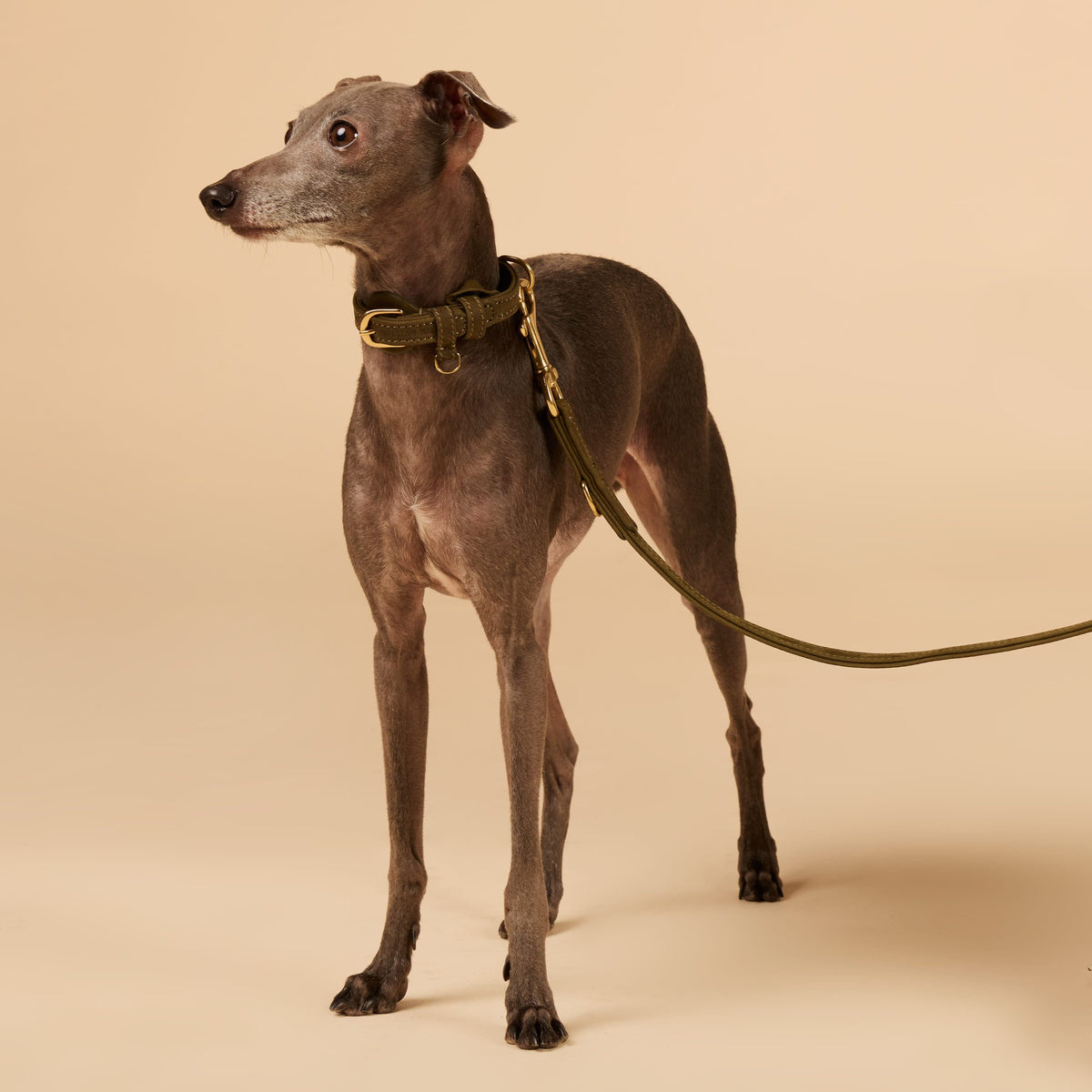 William Walker Guinzaglio per cani in pelle nubuck impermeabile regolabile senza limiti Handsfree Pistachio (verde) / Standard (S-XXL)