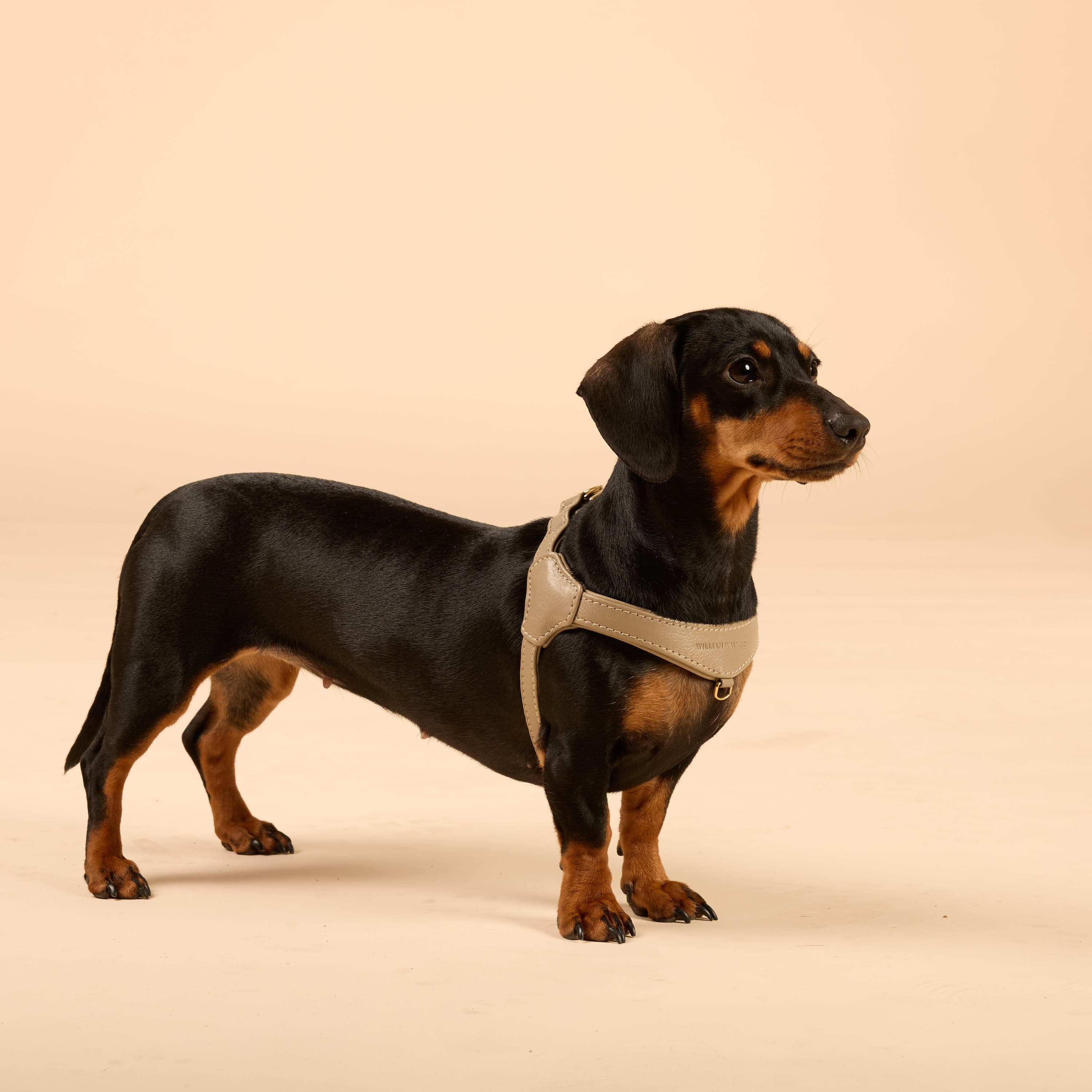 William Walker Step-In Leder Geschirr Pico für kleine Hunde