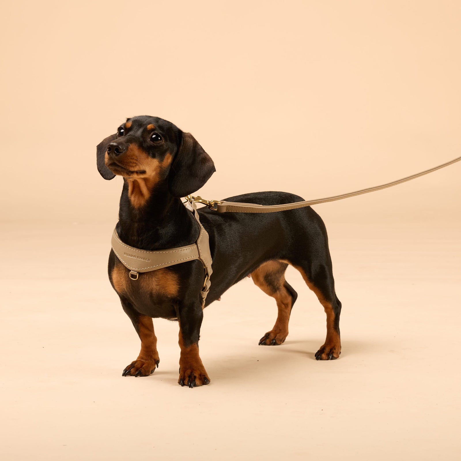 William Walker Step-In Leder Geschirr Pico für kleine Hunde