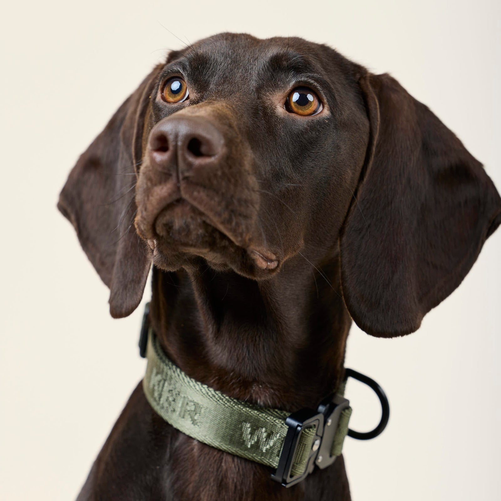 William Walker Jacquard Nylon Hundehalsband Forest (grün)