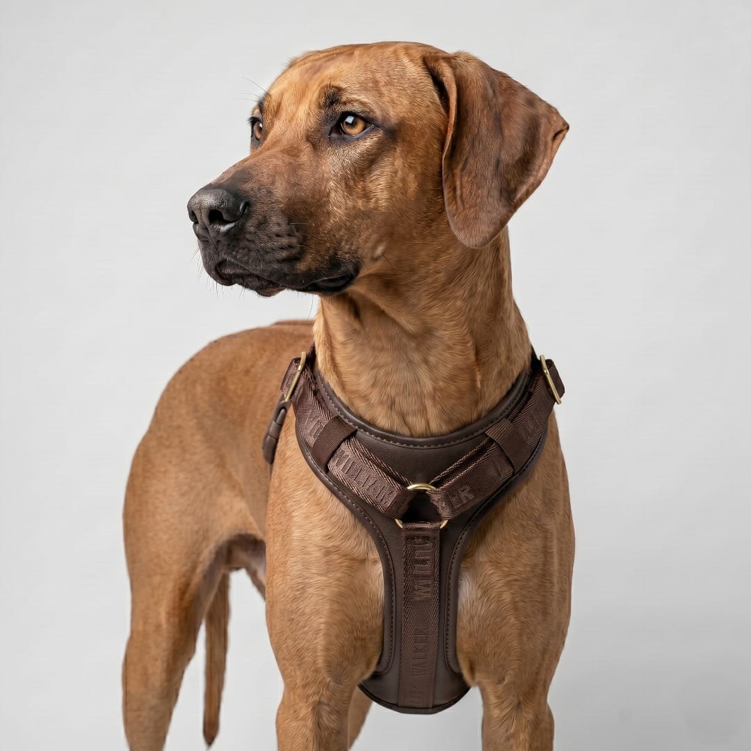 William Walker Pettorina in pelle per cani Plain
