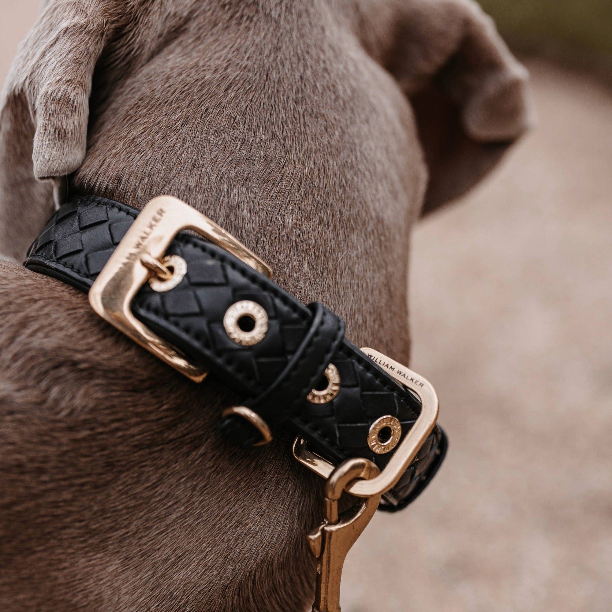 William Walker Leder Hundehalsband Prestige Nero (Schwarz)