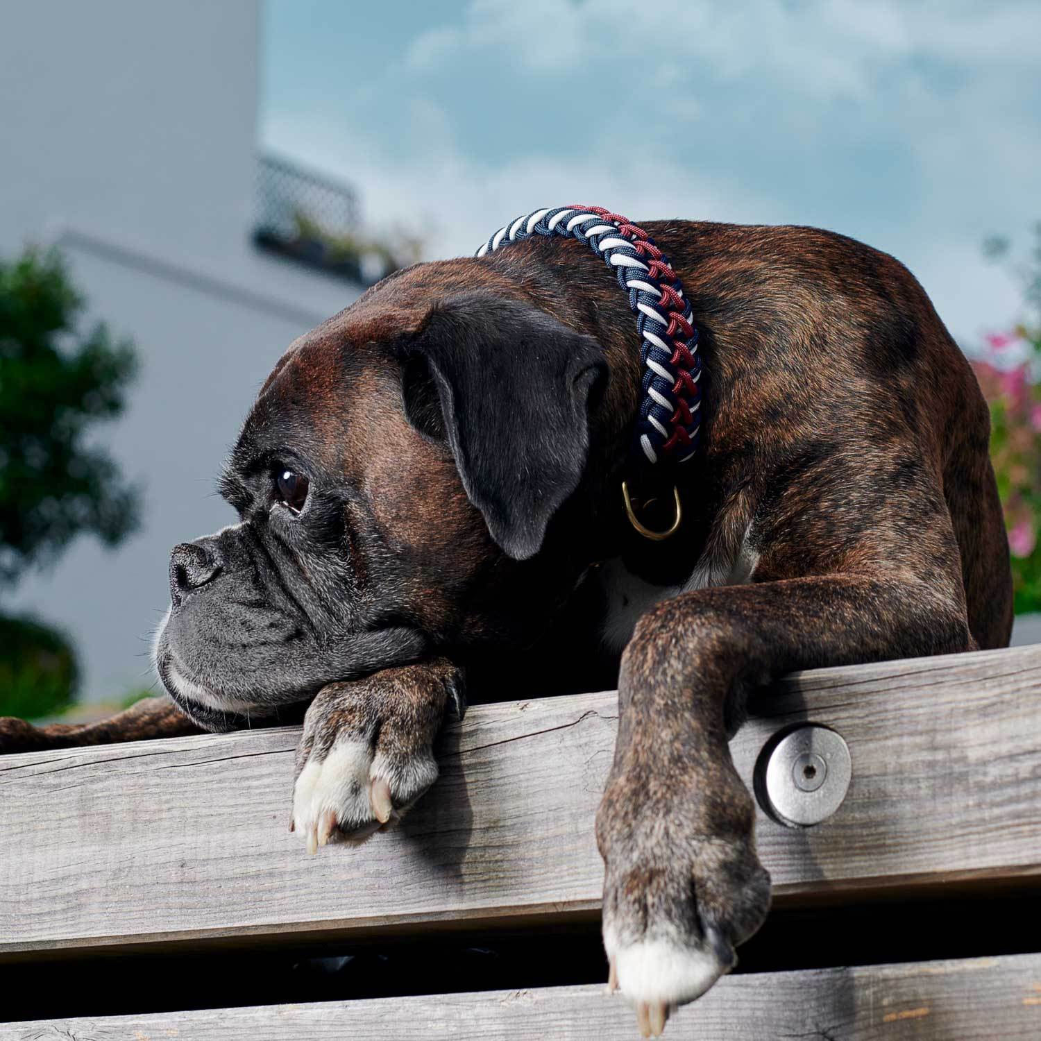 Collier de chien Paracord Royal